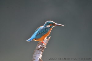 氷取沢のカワセミ
