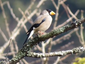 石見銀山のイカル