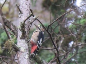 戸隠のアカゲラ